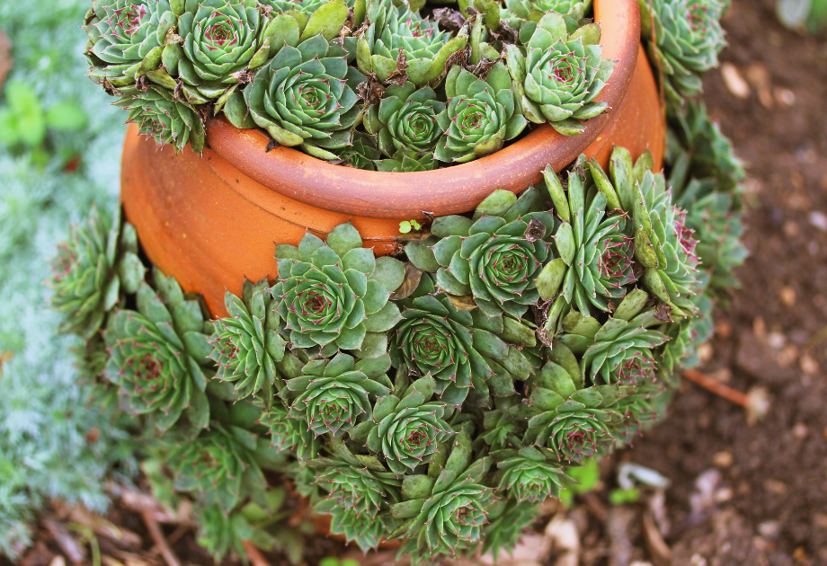 Hens and Chicks (Sempervivum)